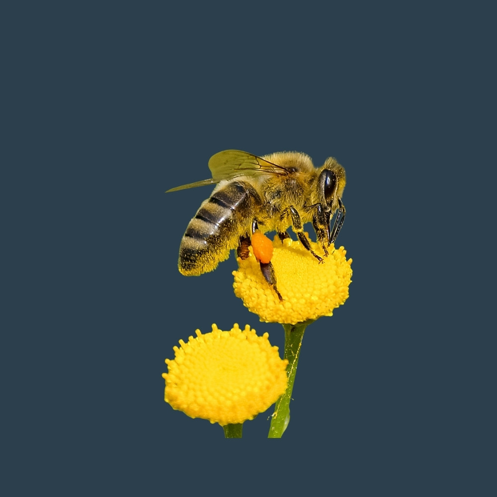 Reviewer from Cape Town