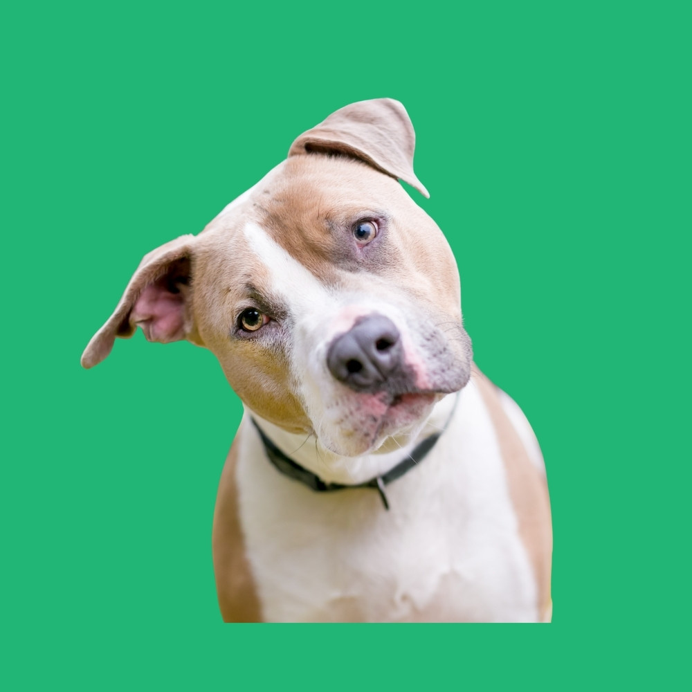 Reviewer from Nairobi