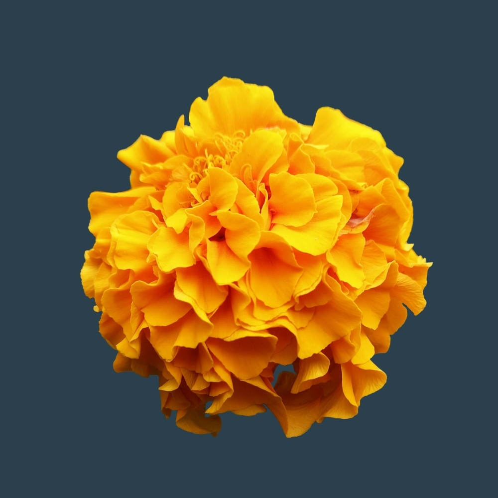 Highbeekaycare's Avatar